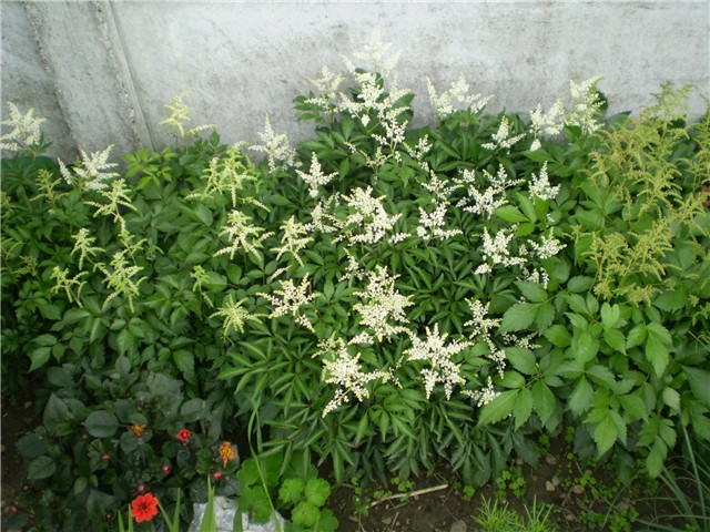 astilba